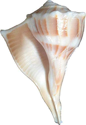 Danglisia Dakshinavarti Shankh Right Hand Conch Shell for Puja Items Pooja Thali Diwali Home Decor Gift ( Brown )